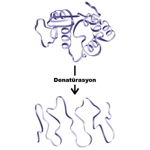 denaturasyon.png