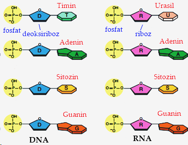 dna-rna-nukleotitler.jpg