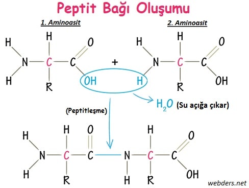 peptit-bagi.jpg