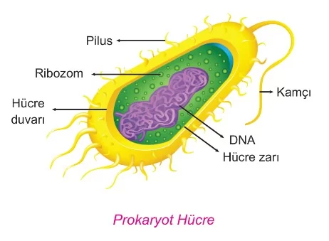 prokaryot-hucre.webp