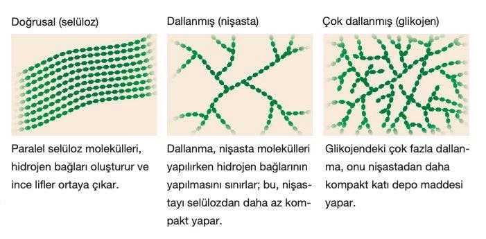 seluloz-nisasta-glikojen.jpg